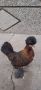 Бреговска джинка, снимка 1 - Кокошки и пуйки - 45851600