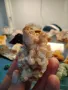 Арагонит от България, много изгодно , снимка 2
