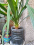 Юка - студоустойчиви големи растения в саксия , снимка 1