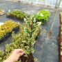 Илекс, Ilex aquifolium 'Ferox Argentea', студоустойчив, многогодишен, снимка 8