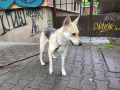Подарявам 3 годишно женско домашно кученце - Град София, снимка 1 - Други - 44275026