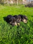 Малки Немски Овчарки, снимка 3