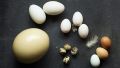 Яйца за консумация,  оплодени яйца от кокошки, лебедови гъски , снимка 1 - Кокошки и пуйки - 45762299