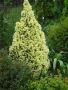 Пицея Дейзи, Picea glauca 'Daisy's White', снимка 1 - Градински цветя и растения - 45407305