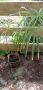 Циперус- водна палма, снимка 1