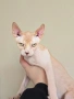 Котенца Канадски Сфинкс, снимка 2