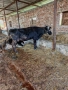 Продавам крави и телета, снимка 8