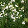 Блатно кокиче, леукоюм (Leucojum aestivum) – много големи луковици, снимка 2