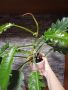 Голям филодендрон, снимка 1 - Стайни растения - 45388210