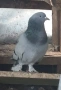 Гълъби два мъжки мардини , снимка 2