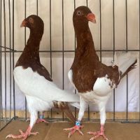 Продавам 3 млади двойки датски гълъби, снимка 2 - Гълъби - 45218738