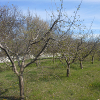 Ябълкова градина, снимка 4 - Градински цветя и растения - 44989459