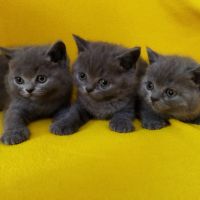 Британски котенца, синьо - сиви !, снимка 8 - Британска късокосместа - 46052407
