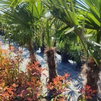 палми Трахикарпус , снимка 3 - Градински цветя и растения - 45210285