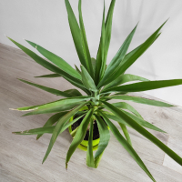 Палма юка, снимка 1 - Стайни растения - 45035001