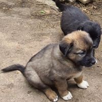Овчарски кучета - Свиленград, снимка 2 - Каракачанска овчарка - 45696959