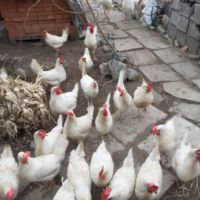 Продавам малки пилета от порода бял легхорн, снимка 5 - Кокошки и пуйки - 45734188