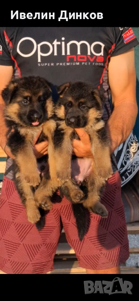 Развъдник за немска овчарка с родословие Бургас , снимка 1