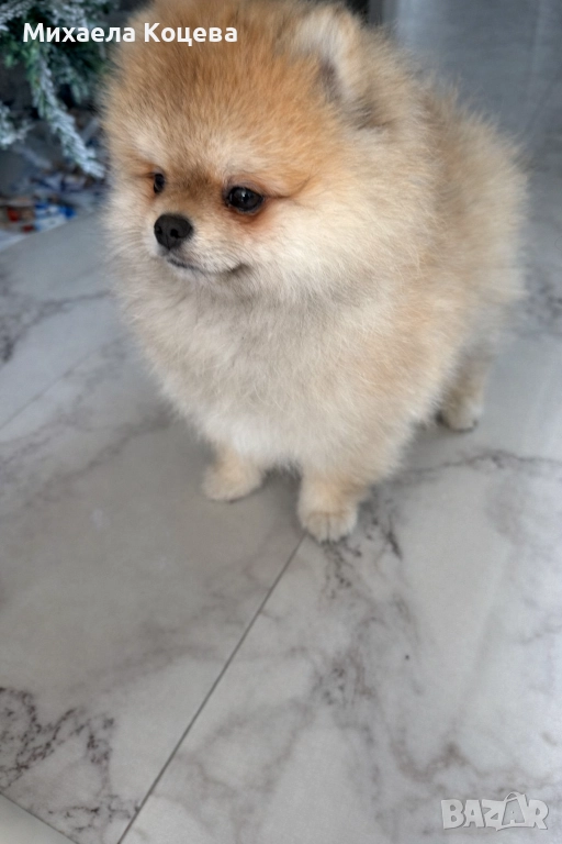 Мини Померани , снимка 1