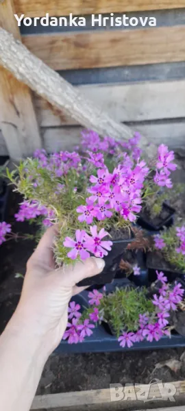 Лилав флокс, снимка 1