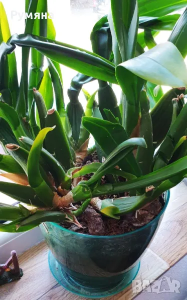 Орхидея Камбрия, снимка 1