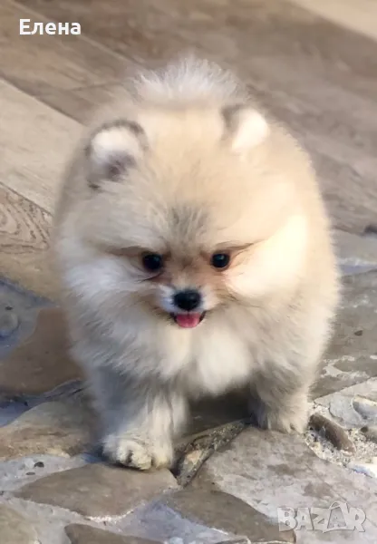 Померани, снимка 1