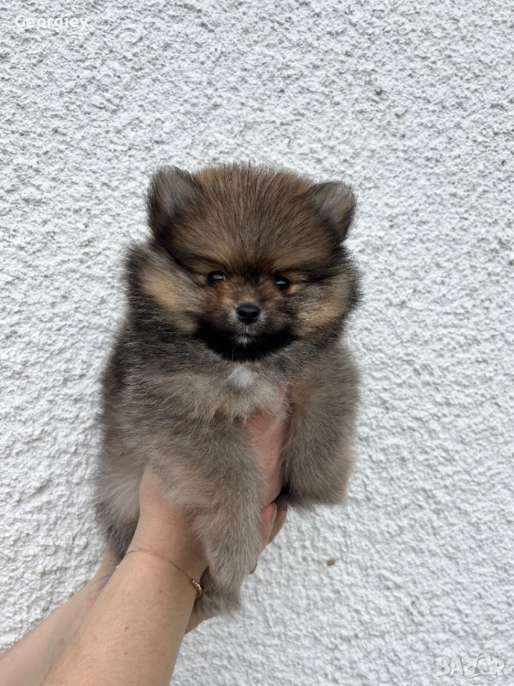 Померан , снимка 1