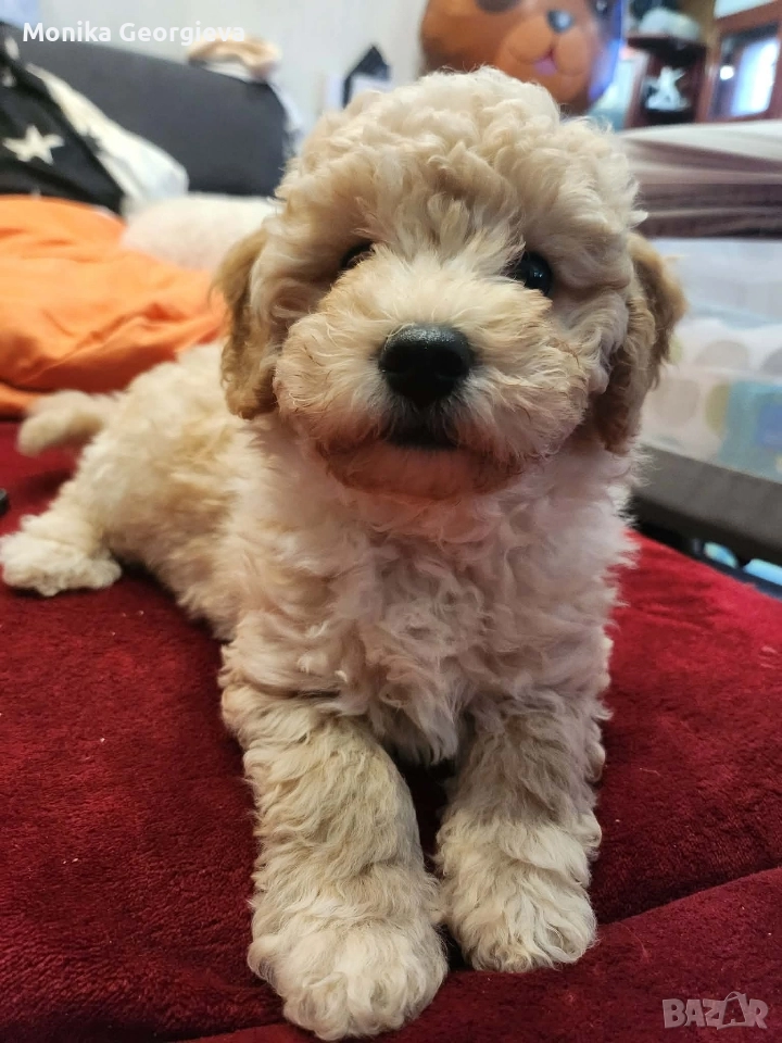 Чистокръвни Пудели , снимка 1