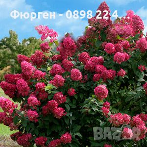 Хортензия paniculata Wim's Red, снимка 1