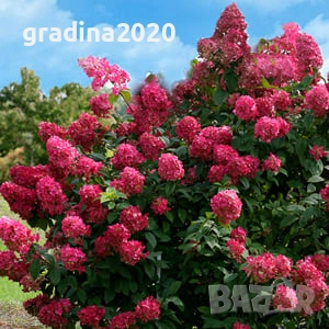 Хортензия paniculata Wim's Red, снимка 1