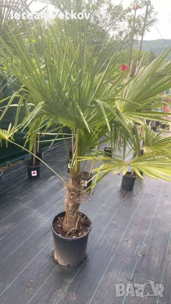 Трахикарпус , снимка 1