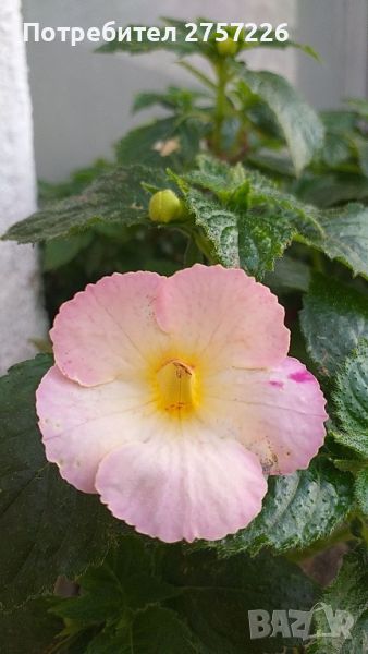 Achimenes Sauline , снимка 1