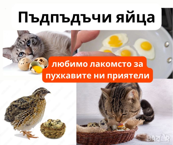 Пъдпъдъчи яйца - Домашните ни любимци също ги обичат. Яйца от пъдпъдък цена, снимка 1