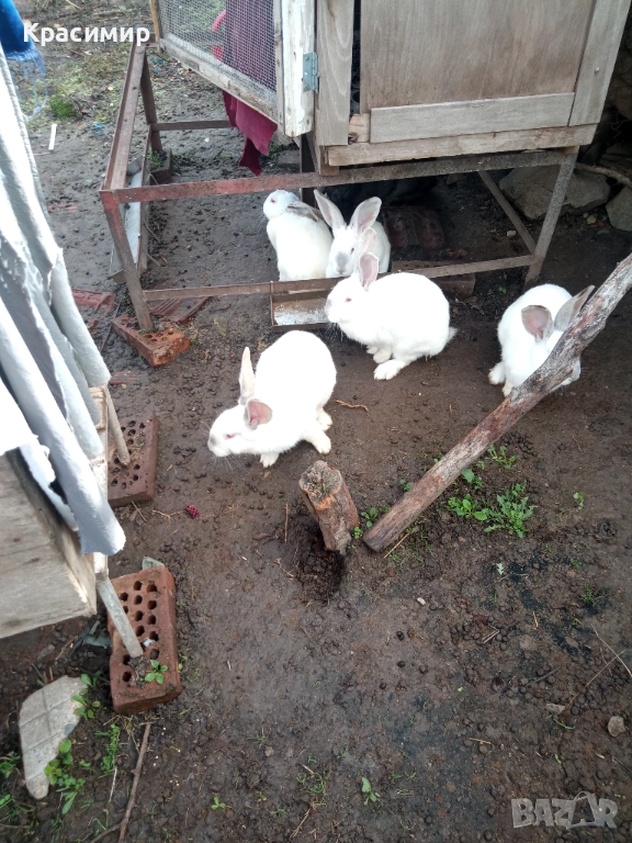 Бели зайци , снимка 1