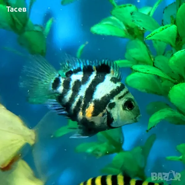 Син зебров папагал 2-3см, снимка 1