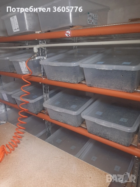 Кълнове и микрорастения, снимка 1