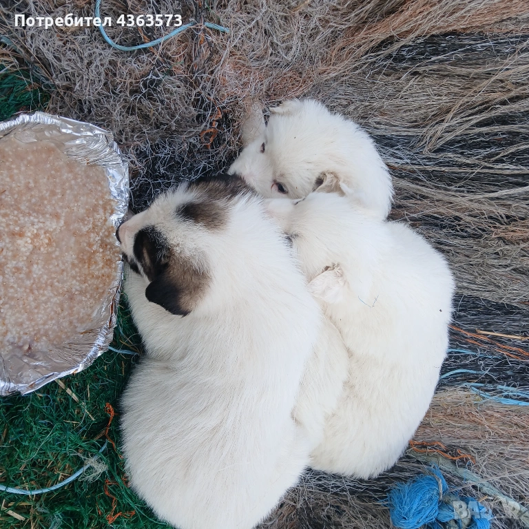Продавам малки кученца ,караачанска овчарка ,2 мъжки и 2 женски, снимка 1
