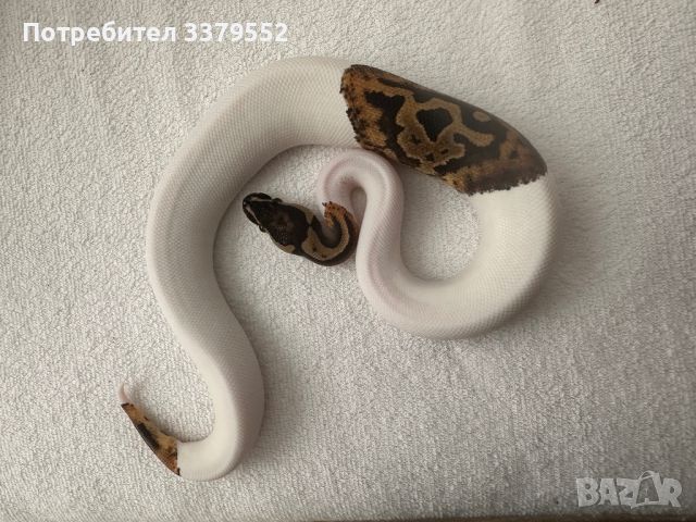 Кралски Питон , снимка 2 - Змии - 44941255