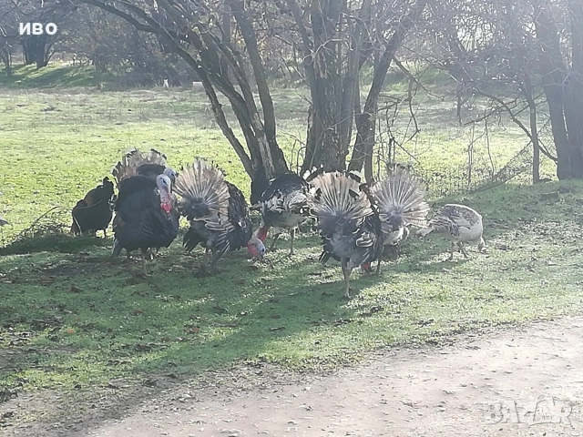 пуики , снимка 3 - Кокошки и пуйки - 52673178