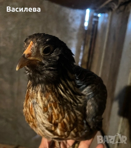 Пилета и пъдпъдъци на различна възраст