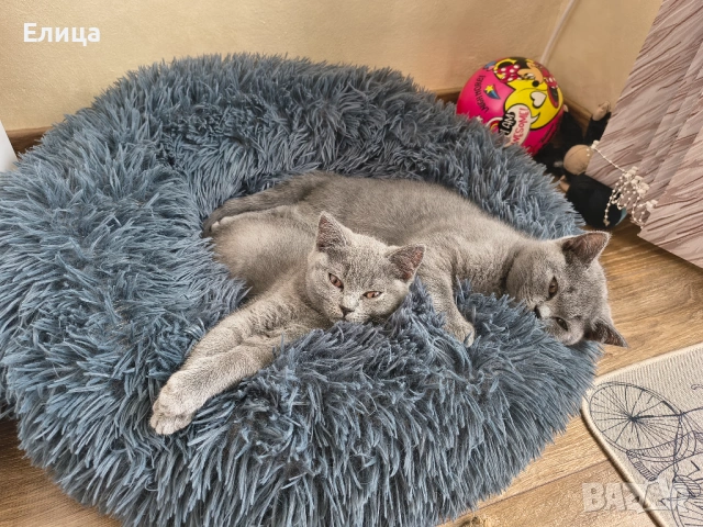 Британски котенца, снимка 5 - Други - 53570127