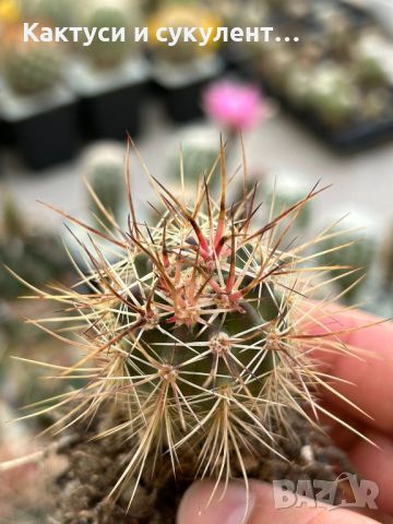 Кактус вид Echinocereus - LINDSAYI, cactus e. Lindsayi, снимка 1 - Градински цветя и растения - 46167457