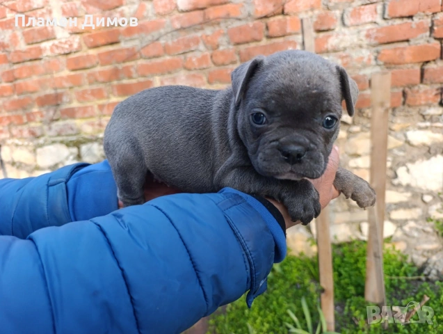 френски булдог синьо , снимка 12 - Френски булдог - 53878507