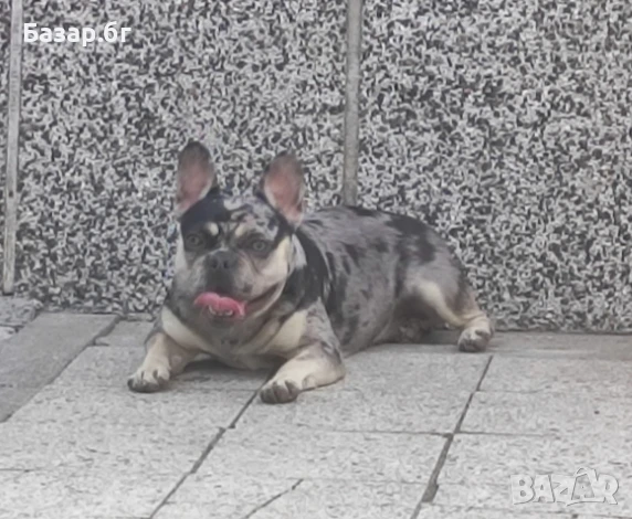 Френски булдог  черно Меркел с тан, снимка 2 - Френски булдог - 51307995