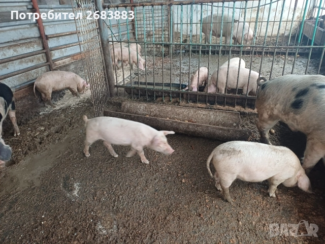 Малки прасеа от 20 до 30кг., снимка 3 - Прасета - 52653796