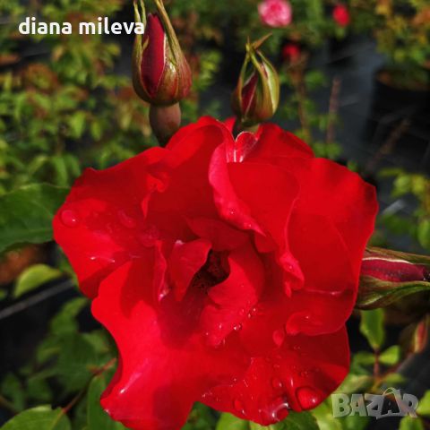 Роза "La Sevillana" (Rose La Sevillana), снимка 2 - Градински цветя и растения - 46073618