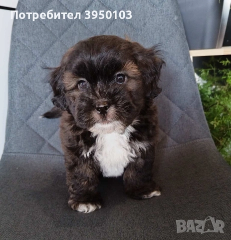 Shih poo/Mini poodle , снимка 5 - Пудели - 54302563