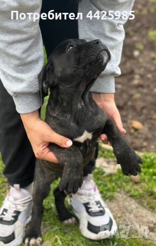 Кученца Кане Корсо, снимка 7 - Кане корсо - 54024886