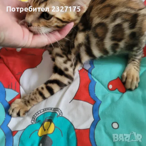 Бенгалска котка, снимка 11 - Бенгалски - 25815287