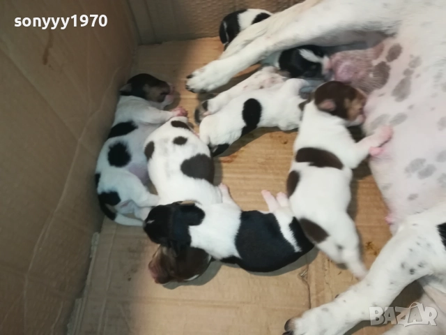 ДЖАК РЪСЕЛ-КУЧЕНЦА 2208250727, снимка 5 - Джак ръсел териер - 51449340